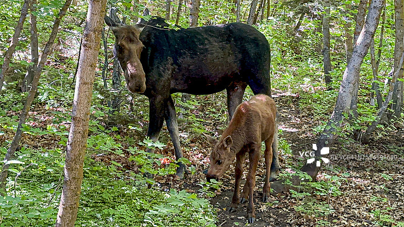母驼鹿和小驼鹿图片素材