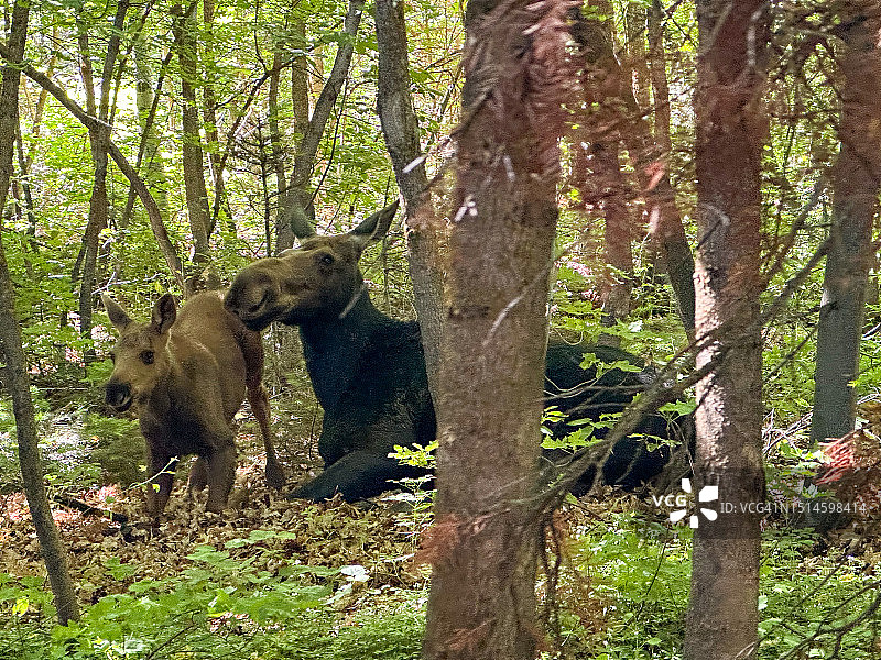 母驼鹿和小驼鹿图片素材