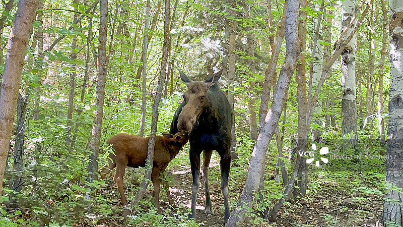 驼鹿哺育小驼鹿图片素材