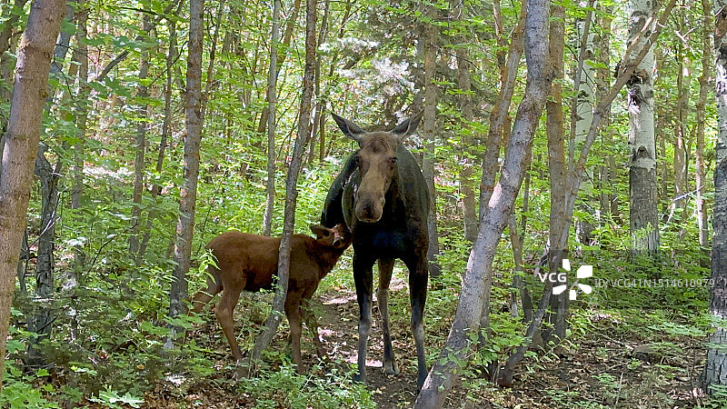 驼鹿哺育小驼鹿图片素材