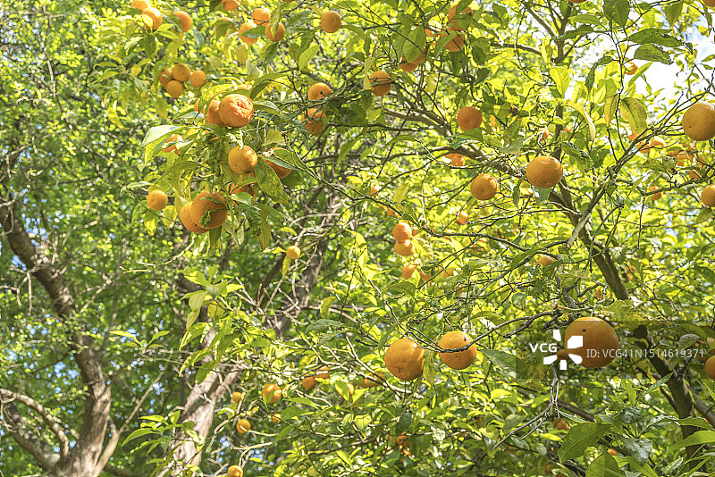 橘子树图片素材