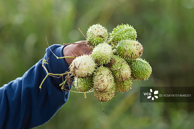 手持新鲜采摘的小黄瓜的细节图片素材