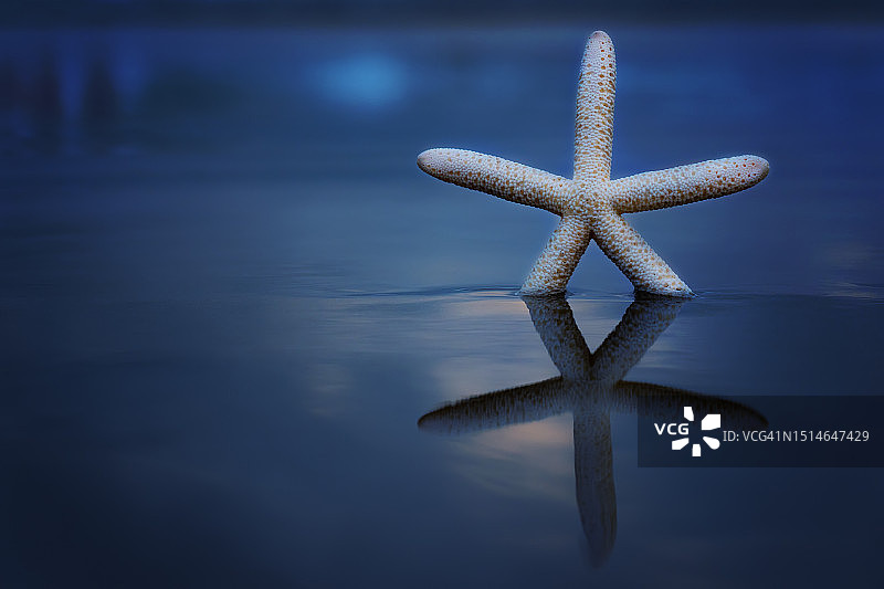 沙滩上的白色海星 - 背景图片素材