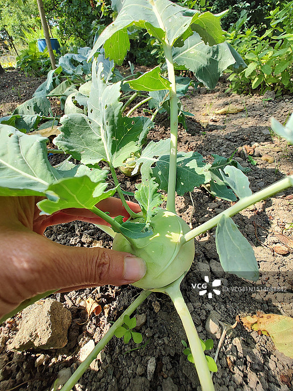 在菜园里采摘成熟的擘蓝图片素材