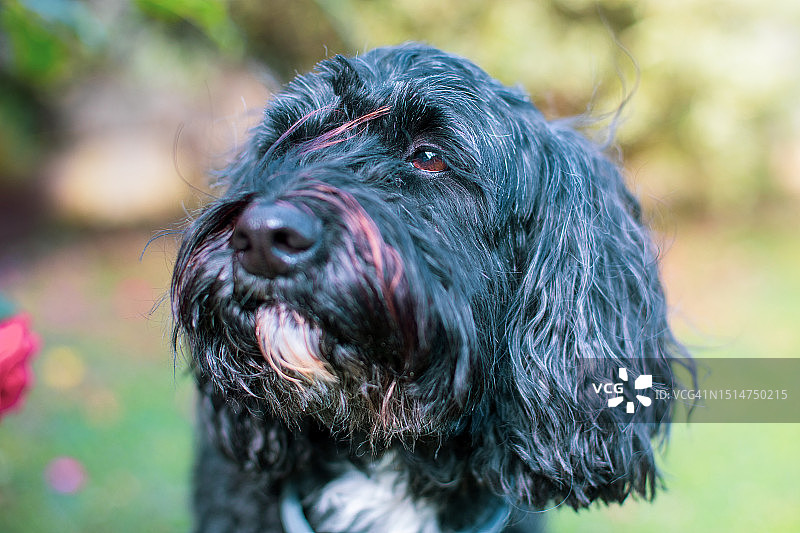 狗的头像图片素材