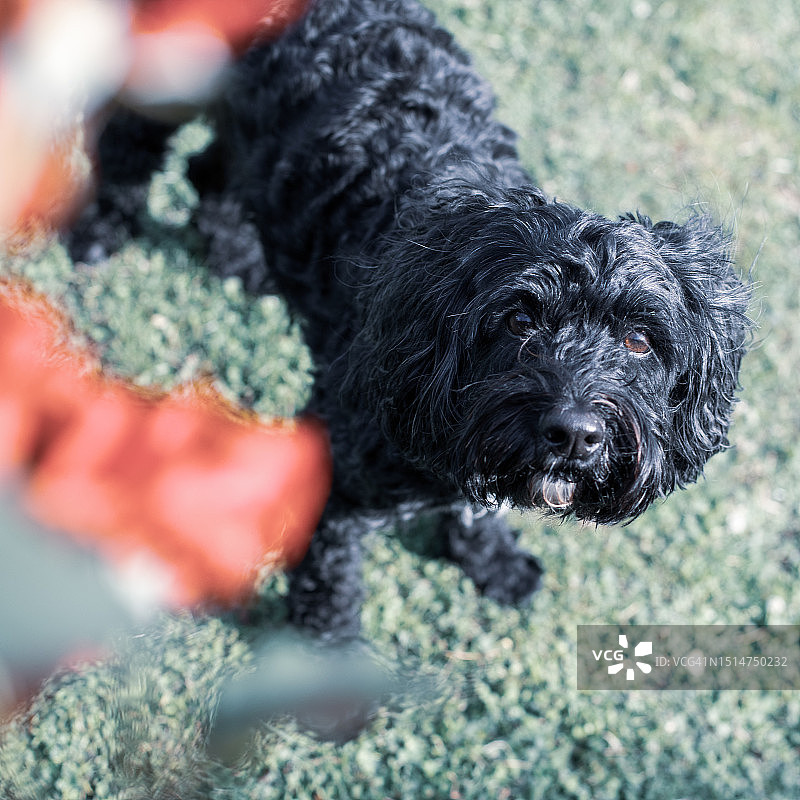 欧洲犬艺术摄影图片素材