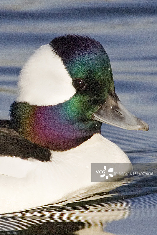 雄性小绒球鸭特写图片素材