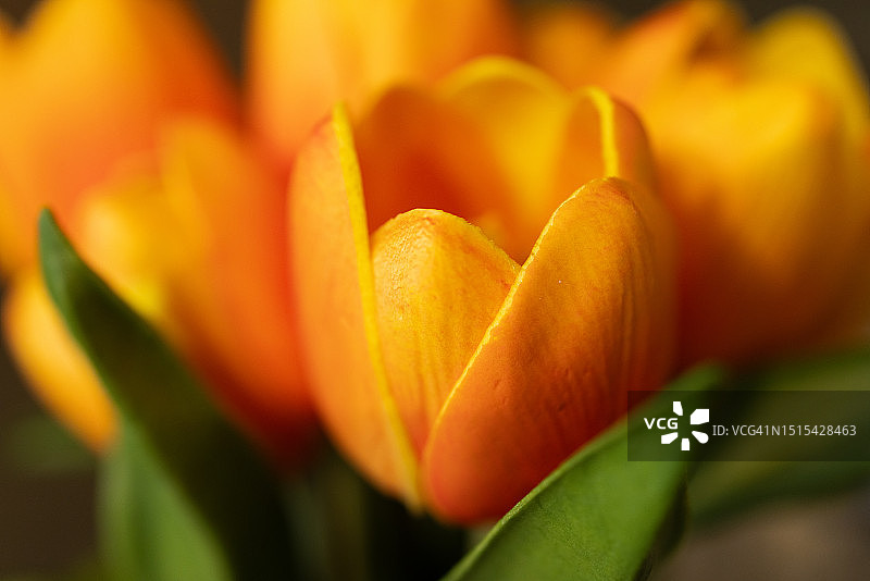 桃色郁金香全画幅背景图片素材