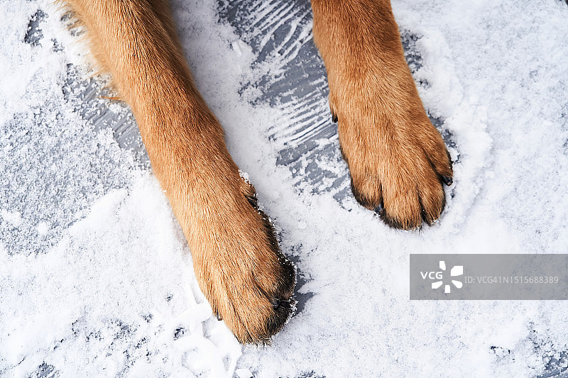 狗爪特写图片素材