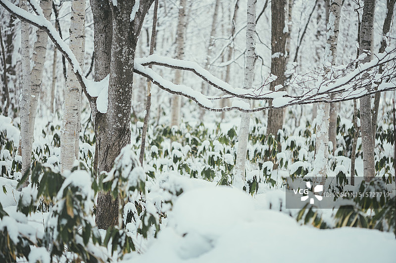 雪景中宁静的抽象风景：北海道二世古滑雪山谷覆雪树枝图片素材