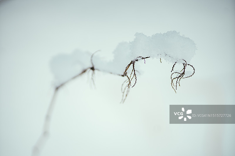 雪景中宁静的抽象风景：北海道二世古滑雪山谷覆雪树枝图片素材