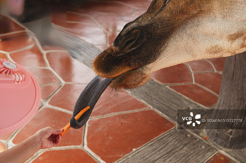 孩子们在动物园喂长颈鹿的手部特写图片素材