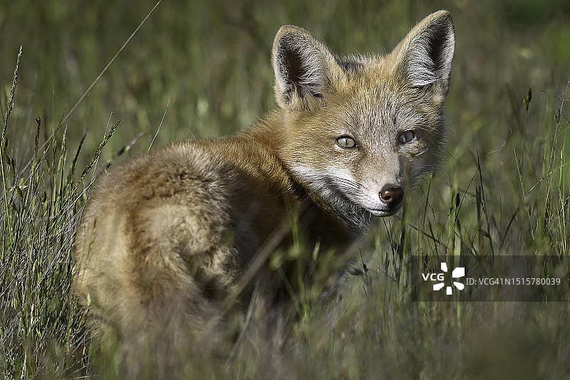 狐狸，圣胡安岛，华盛顿州图片素材