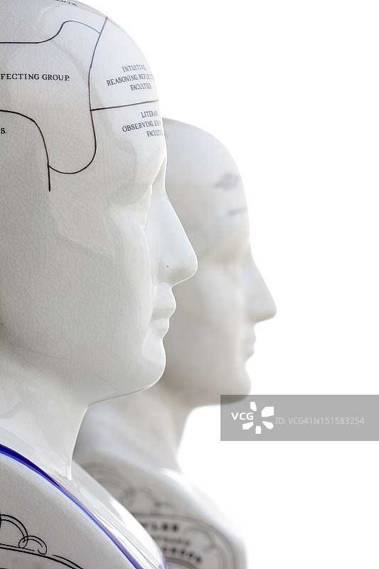 颅相学头部图片素材