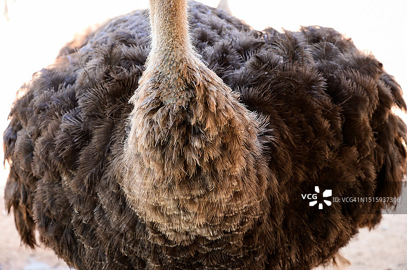鸵鸟颈部羽毛特写图片素材