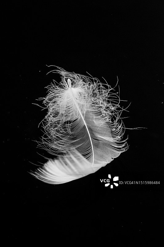 白色的羽毛图片素材