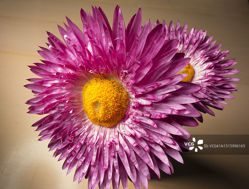 花朵特写图片素材