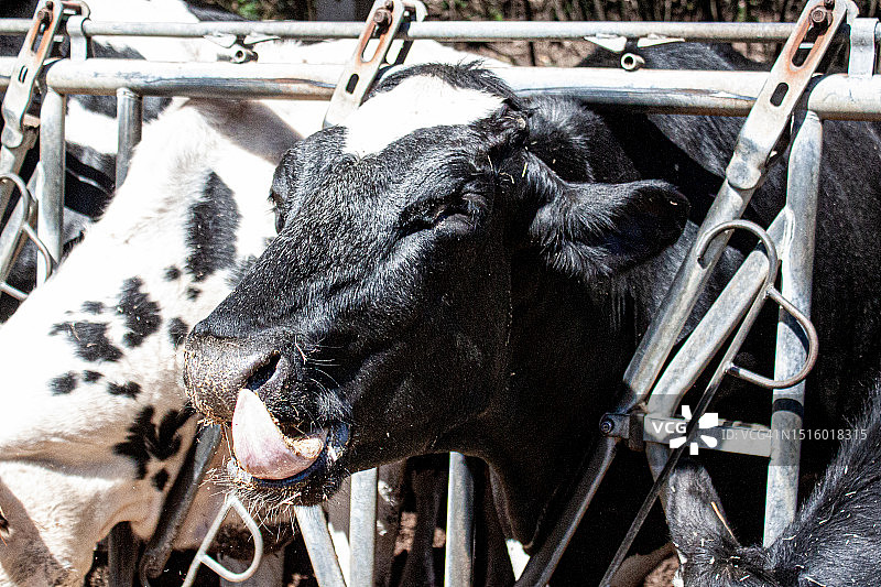 奶牛伸着舌头咀嚼图片素材