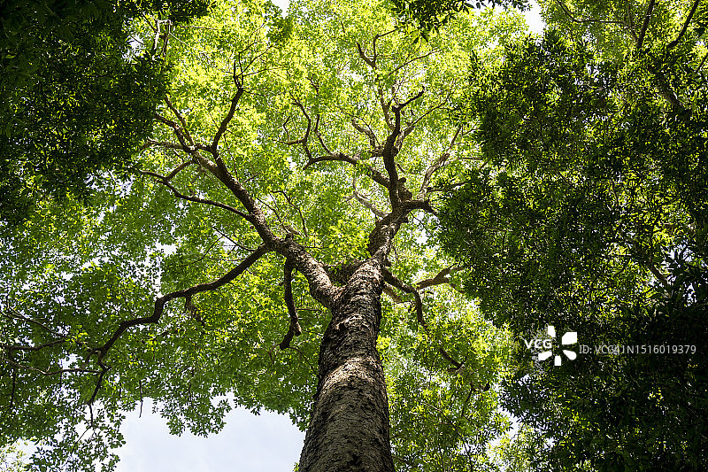 仰望大树茂盛的绿色树枝和春天里高大的绿树图片素材