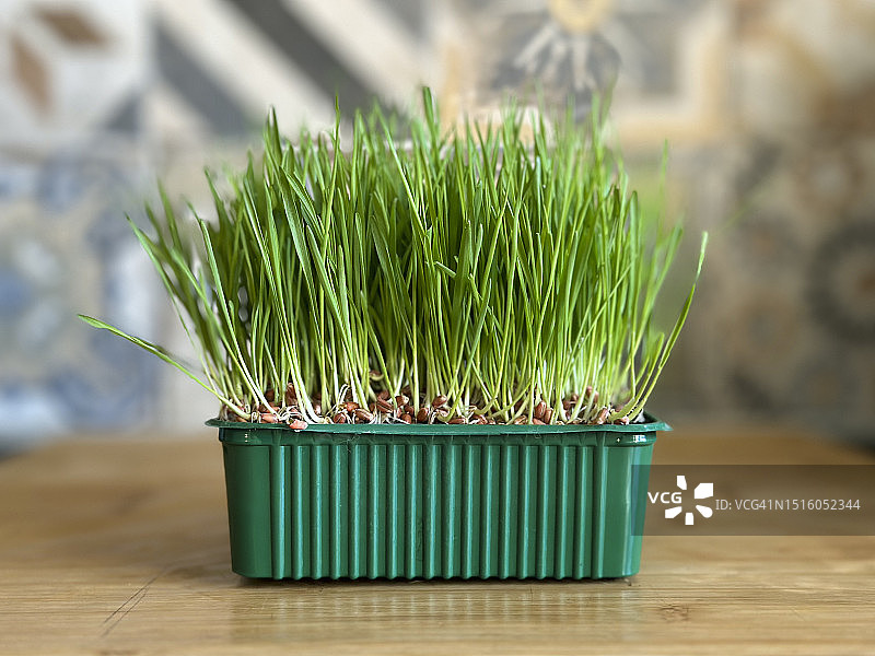 猫薄荷植物图片素材