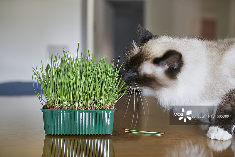 伯曼猫吃猫薄荷图片素材