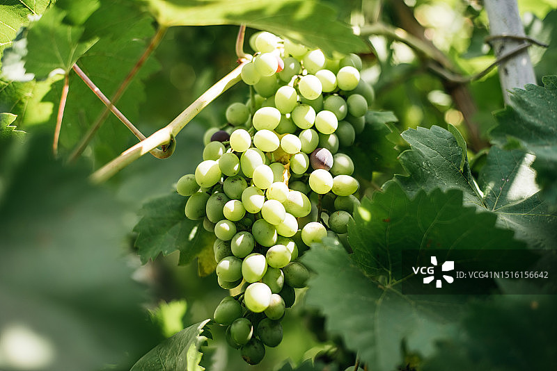 农业葡萄园图片素材