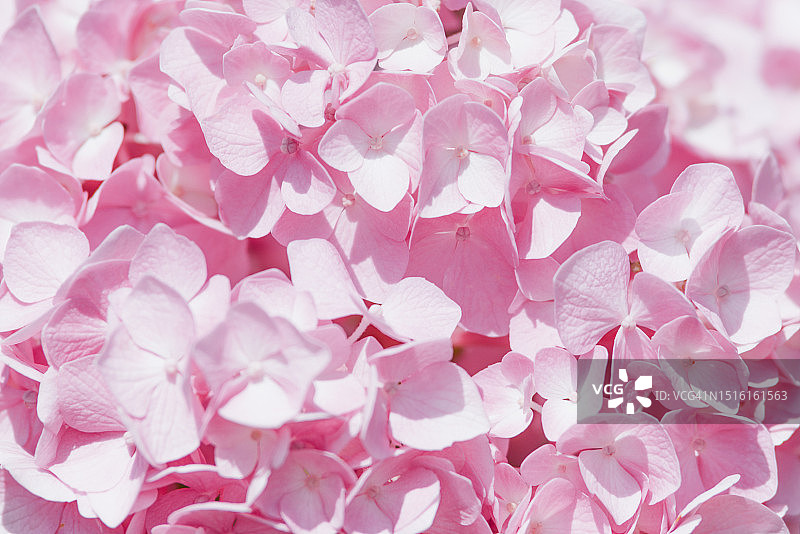 浪漫柔美的粉色绣球花背景图案图片素材