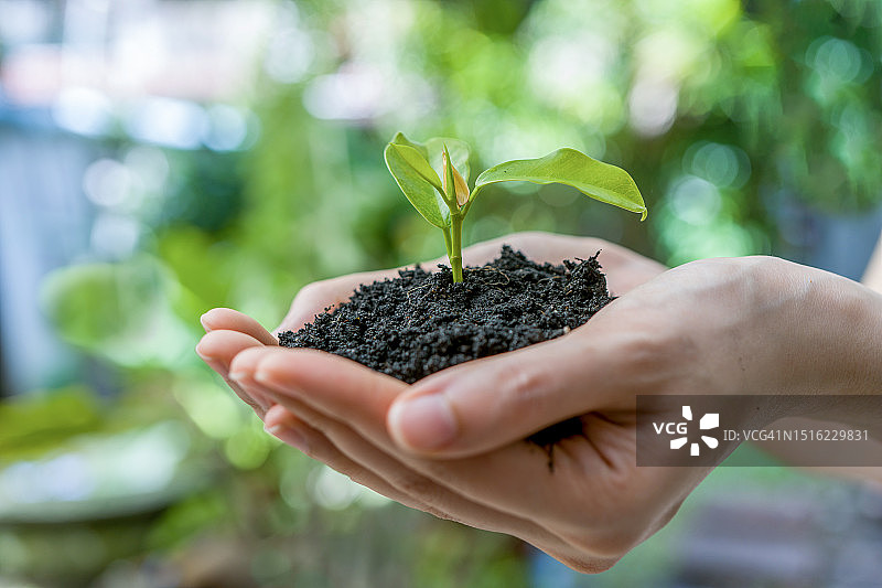 手持树苗图片素材