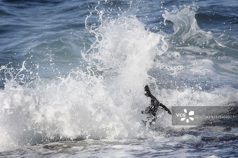 福克兰群岛：跃入浪花的跳岩企鹅图片素材
