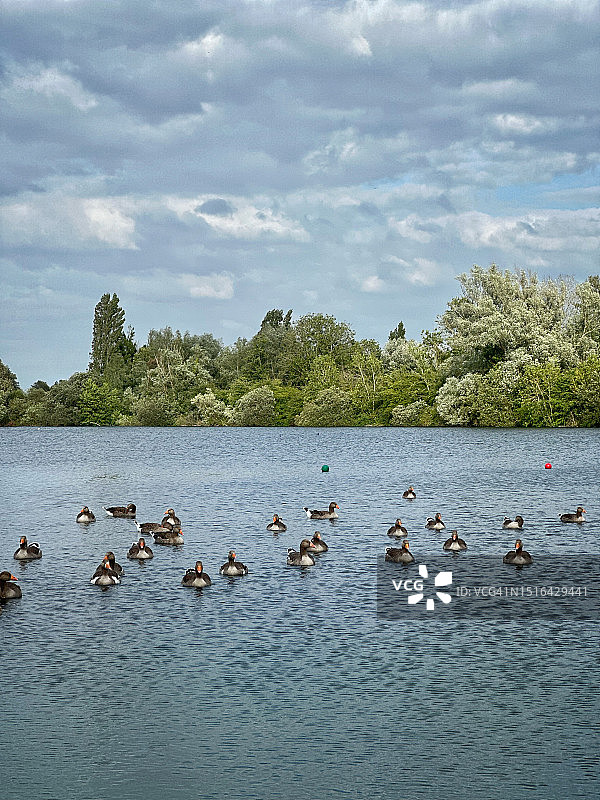牛津郡Standlake湖上的一群鸭子图片素材