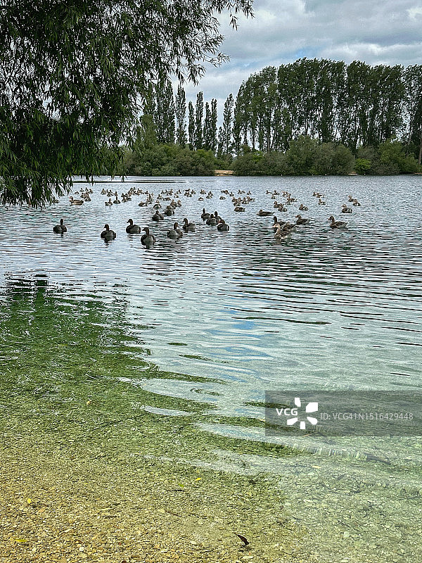 牛津郡Standlake湖上的一群鸭子图片素材