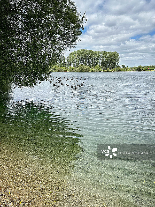 牛津郡Standlake湖上的一群鸭子图片素材