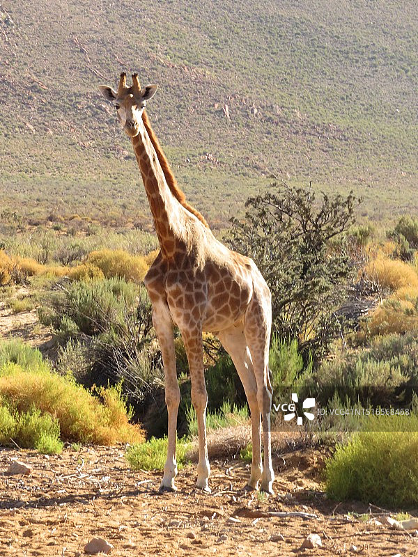 南方长颈鹿图片素材