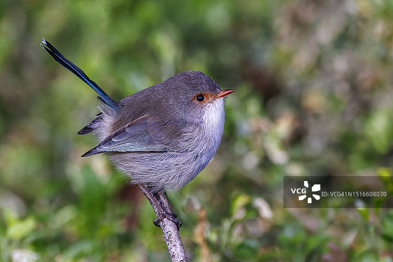 美丽的雌性细尾鹩莺图片素材