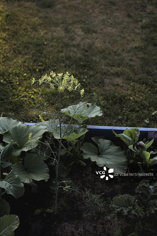 阳光下盛开的莳萝图片素材