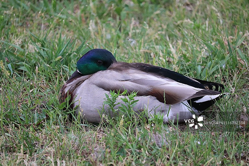 圣劳伦斯河/渥太华/加拿大附近的雄性绿头鸭图片素材