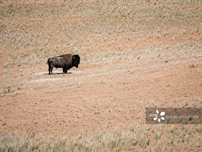 羚羊岛上的孤单野牛，犹他州大盐湖图片素材
