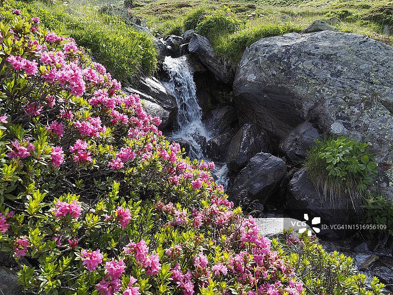 苏雷塔山谷溪流沿岸盛开的野生杜鹃花图片素材