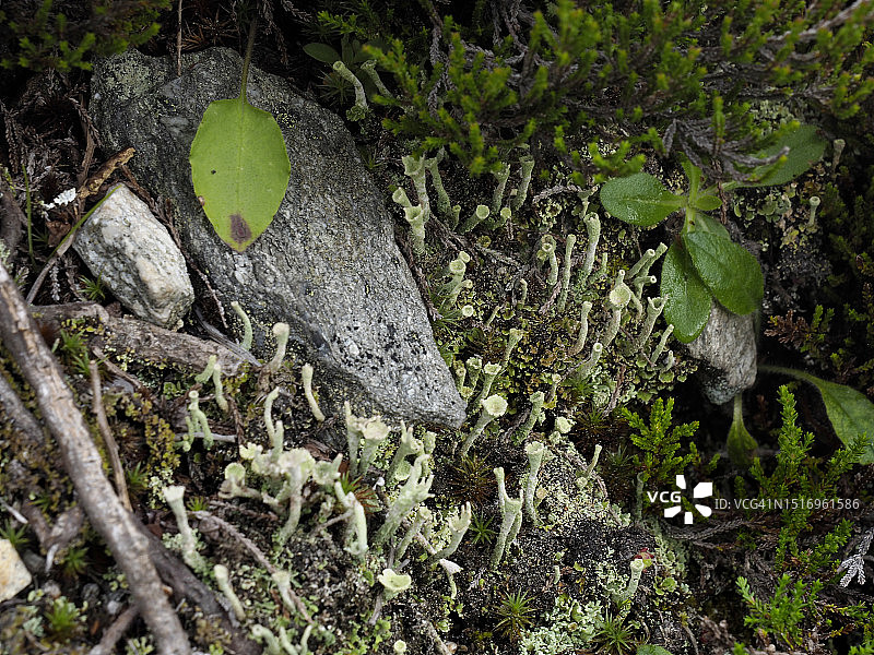 斯普吕根山口附近的喇叭杯地衣(Cladonia fimbriata)图片素材
