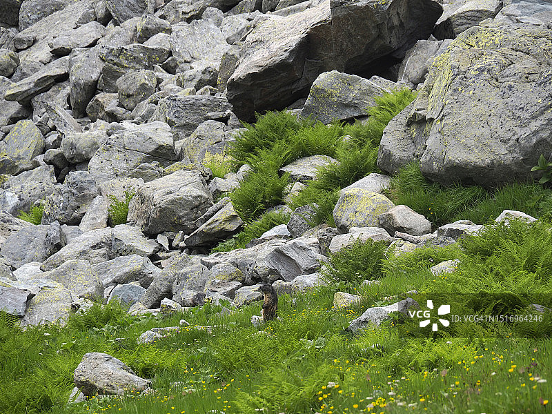 斯普吕根山口和蒙特斯普卢加湖附近的高山旱獭图片素材