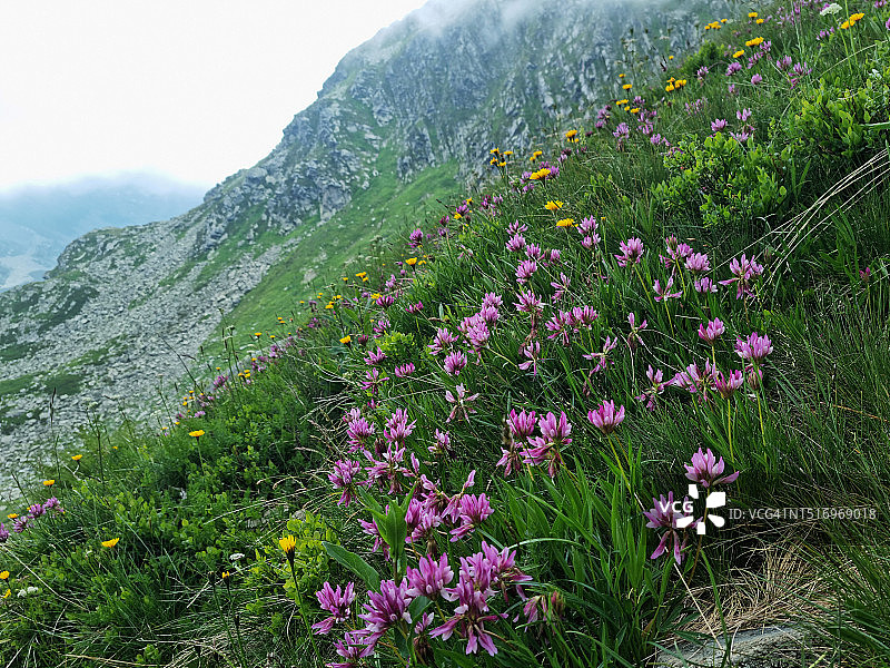 施普吕根山口附近开花的高山车轴草图片素材
