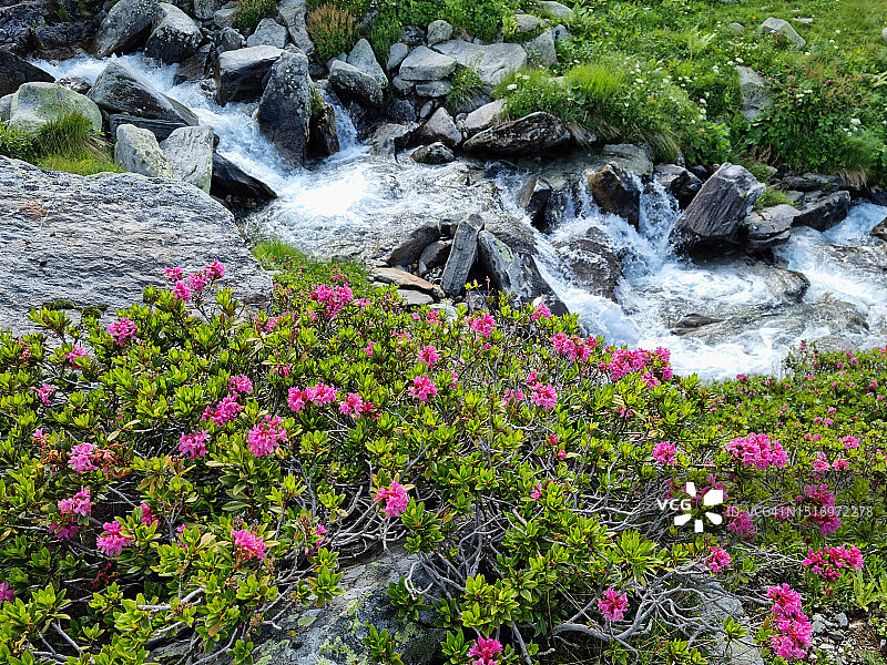 野生杜鹃花在斯普吕根山口盛开图片素材