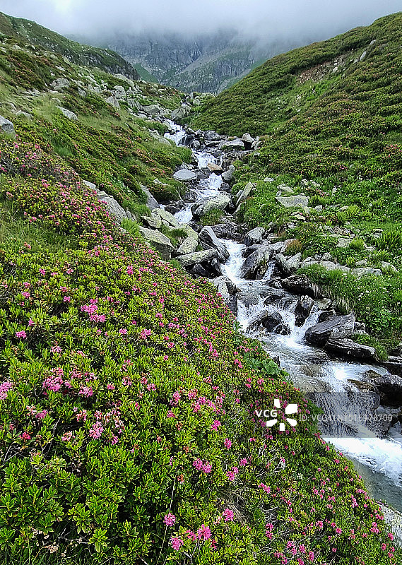 苏雷塔山谷溪流沿岸盛开的野生杜鹃花图片素材
