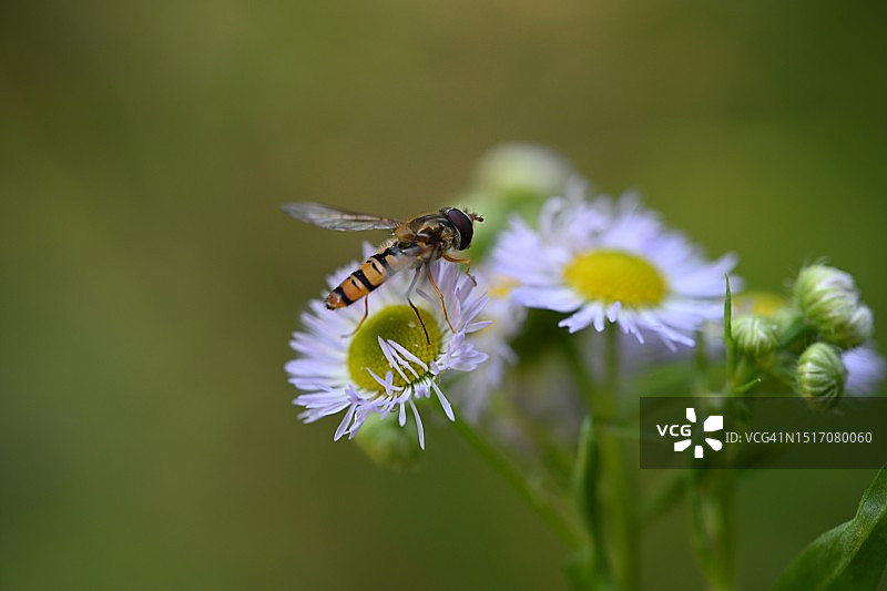 蜜蜂在紫色花朵上采蜜的特写，奥地利图片素材