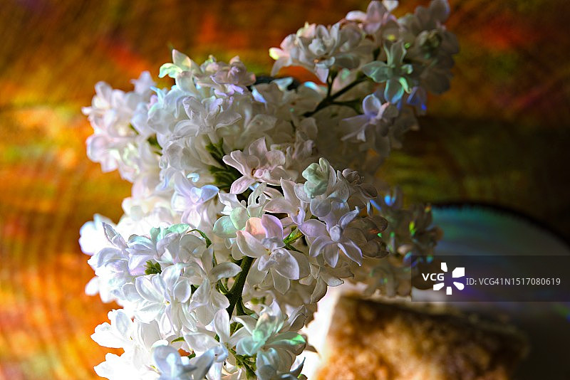 白色开花植物特写图片素材