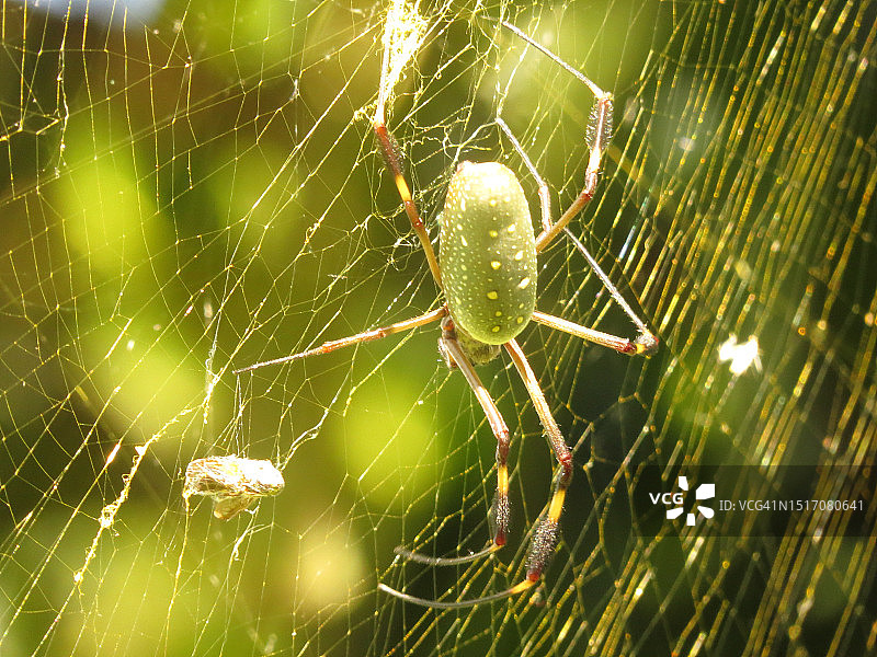 蜘蛛在网上的特写图片素材