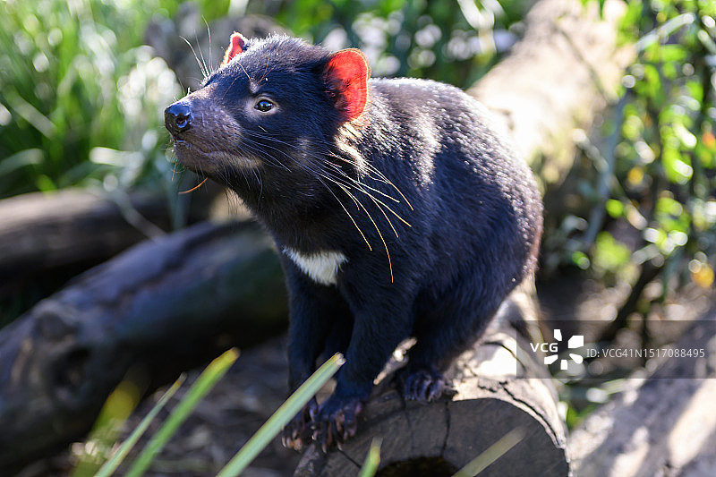看向远方的黑狗特写图片素材
