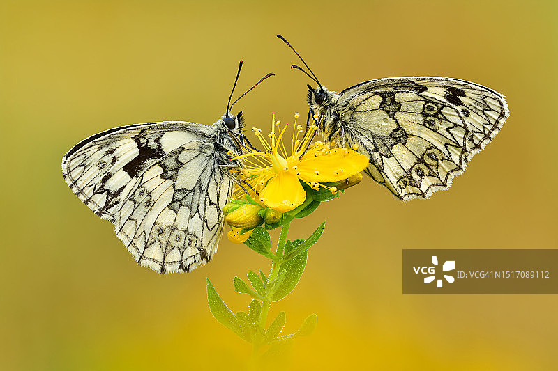 蝴蝶在黄花上授粉的特写图片素材