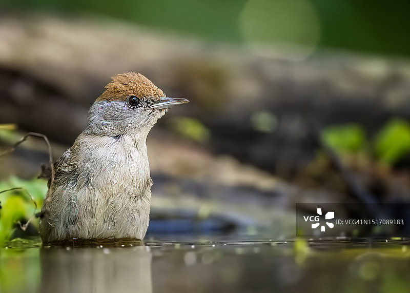湖中鸣禽特写图片素材