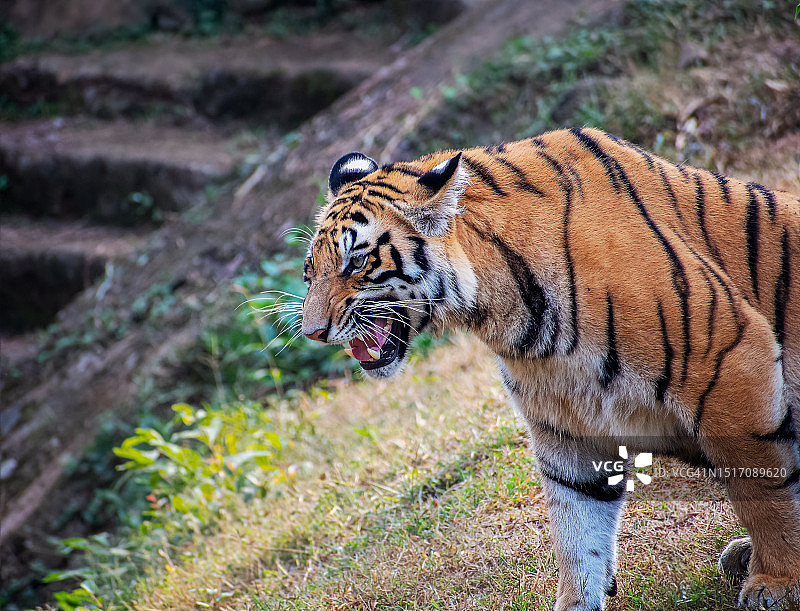在田野上行走的老虎侧身像图片素材